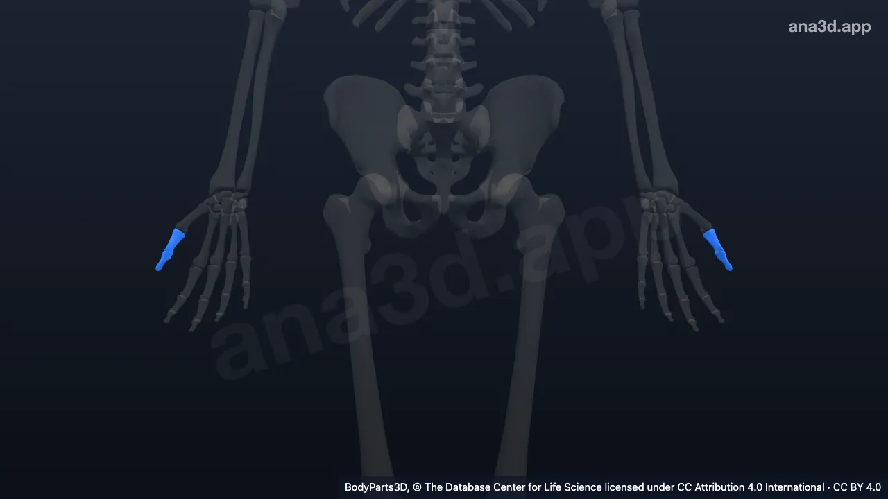 Modelo 3D: Falange do polegar