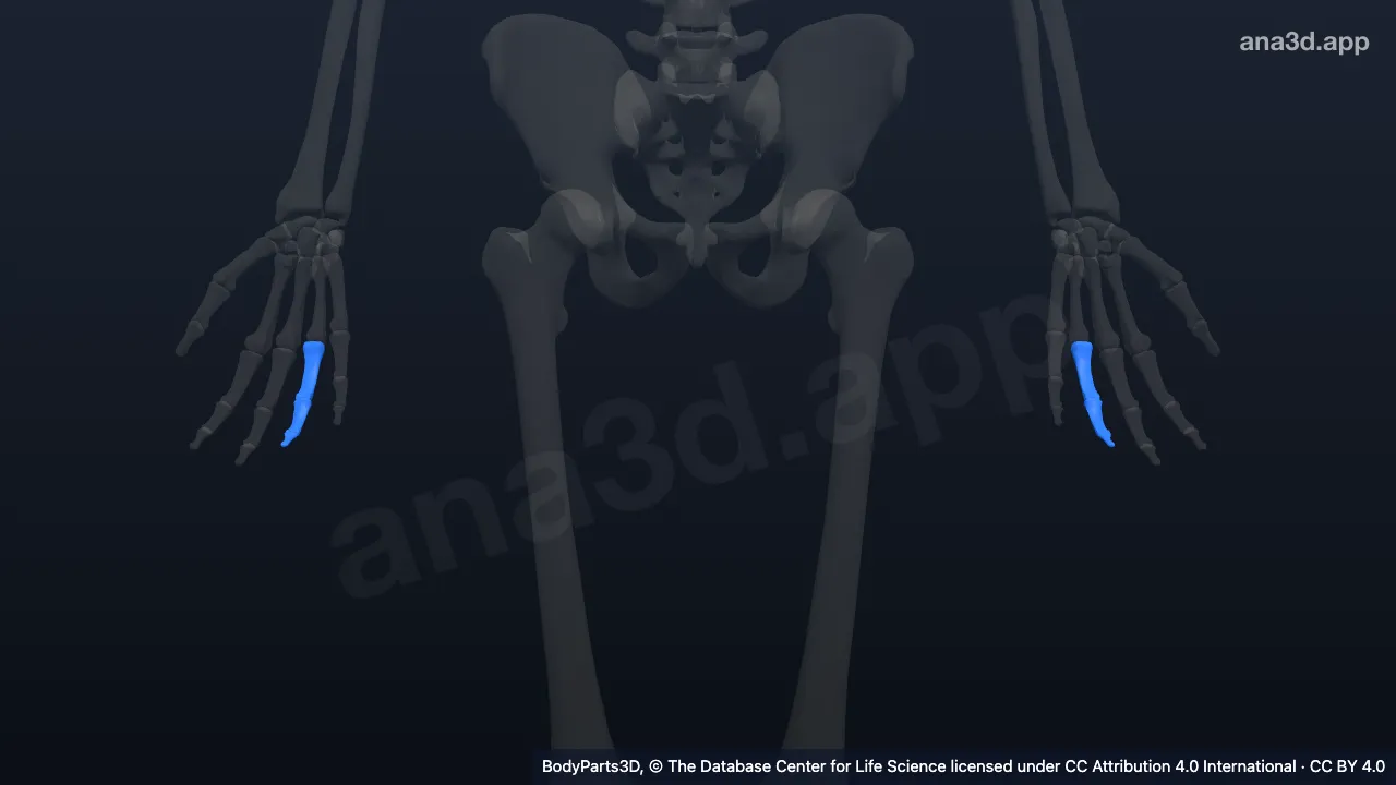 3D model: phalanx of ring finger