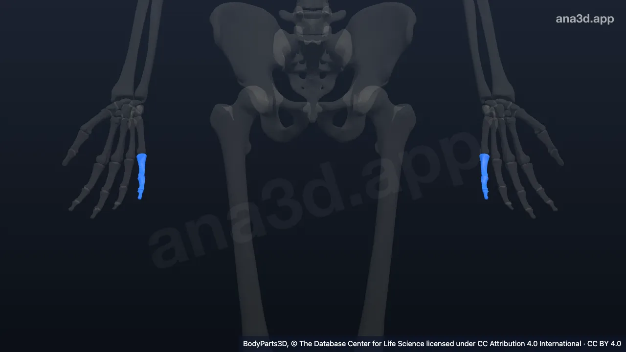 Modelo 3D: Falange do dedo mínimo da mão