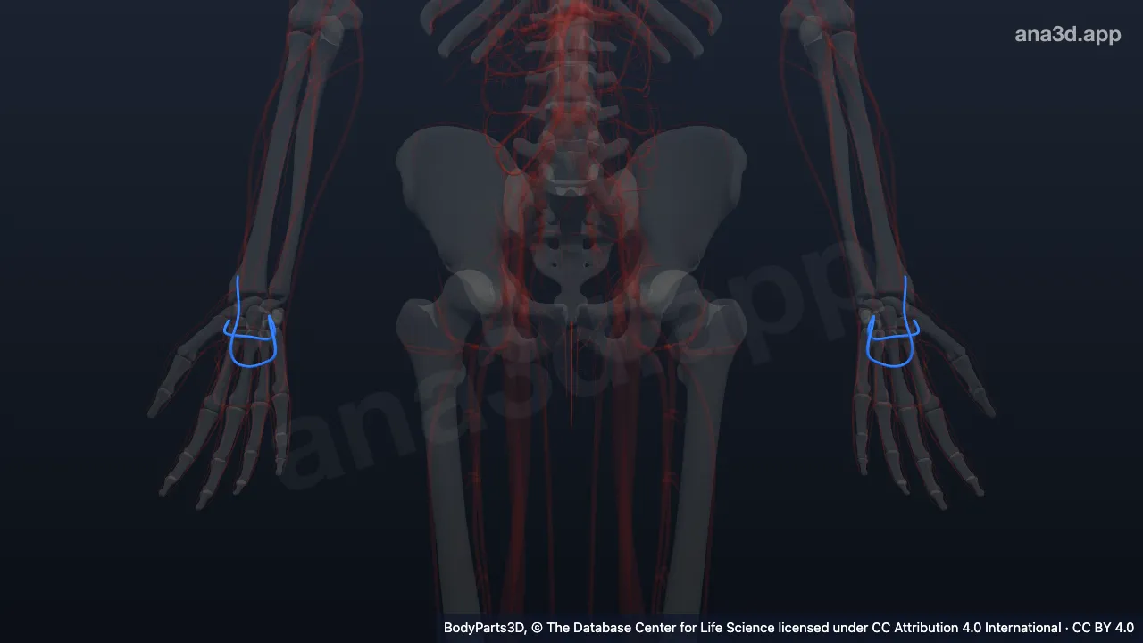 3D model: arterial anastomosis