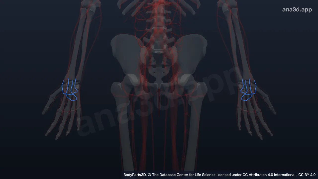 Model 3D: Anastomosis vena
