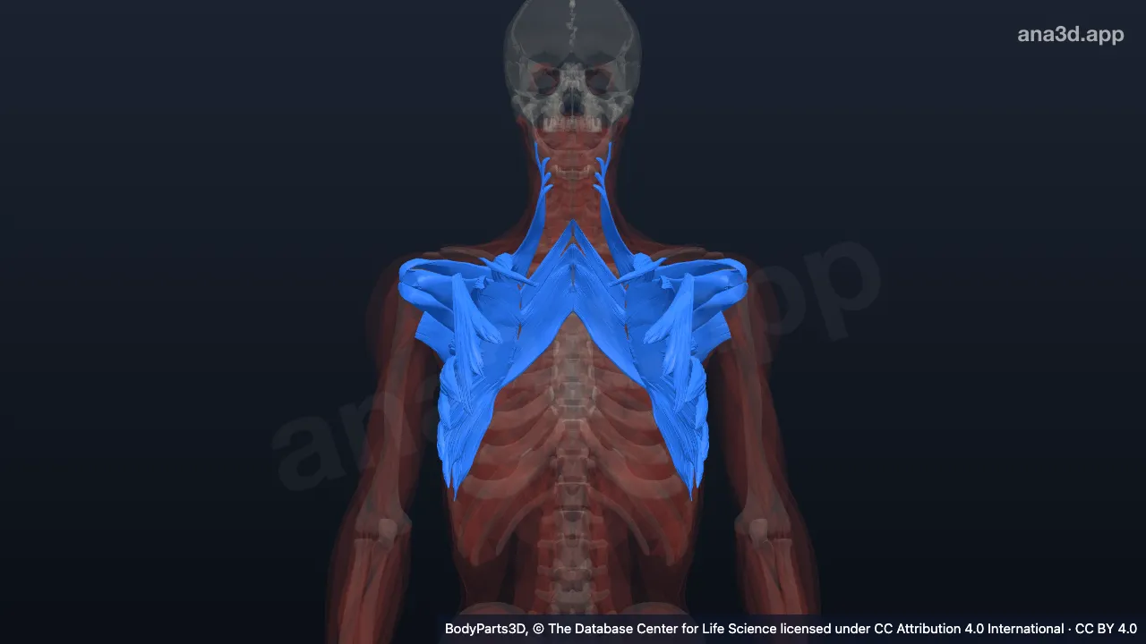 Modelo 3D: Músculo de la cintura pectoral