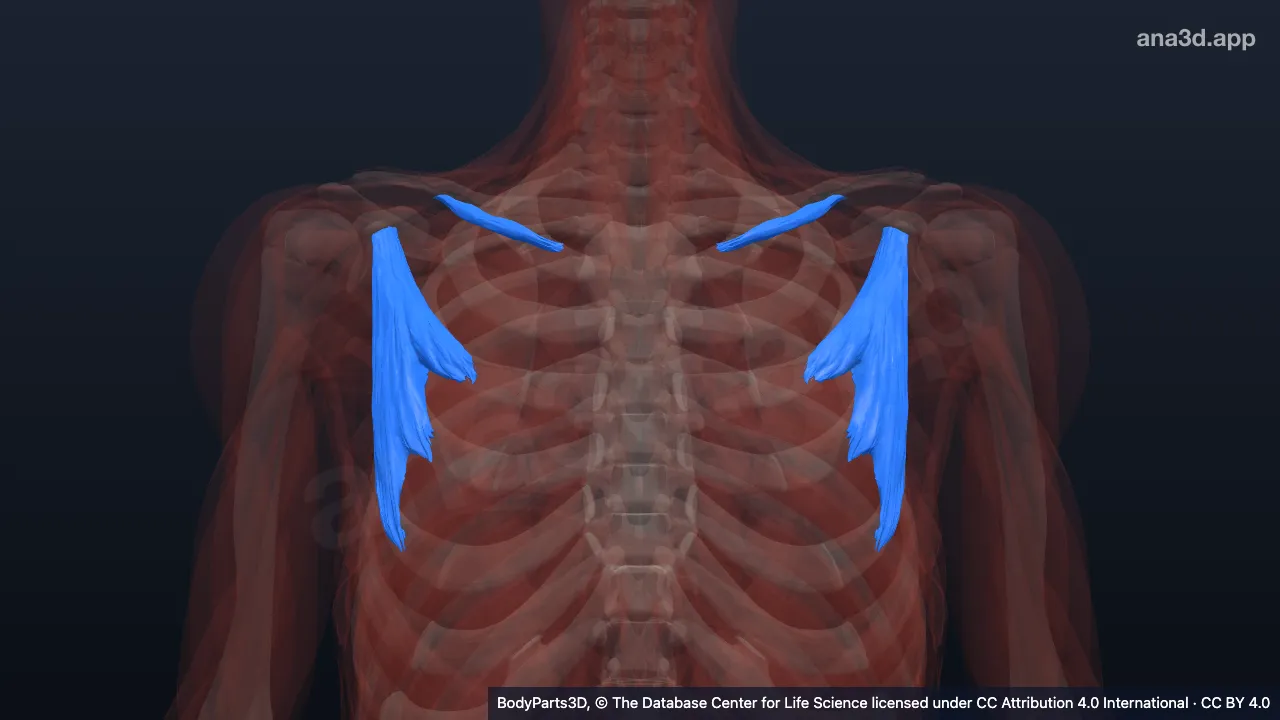 Modèle 3D : muscle pectoral