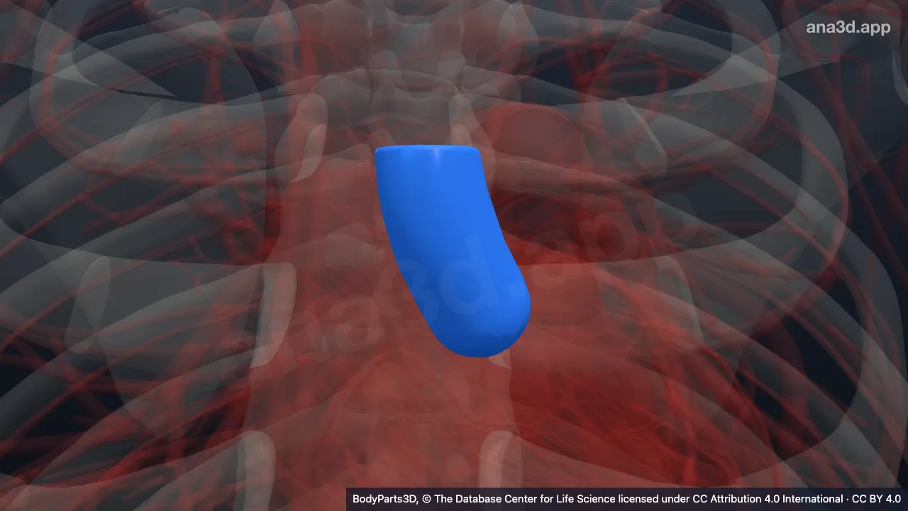3D-Modell: aufsteigende Aorta