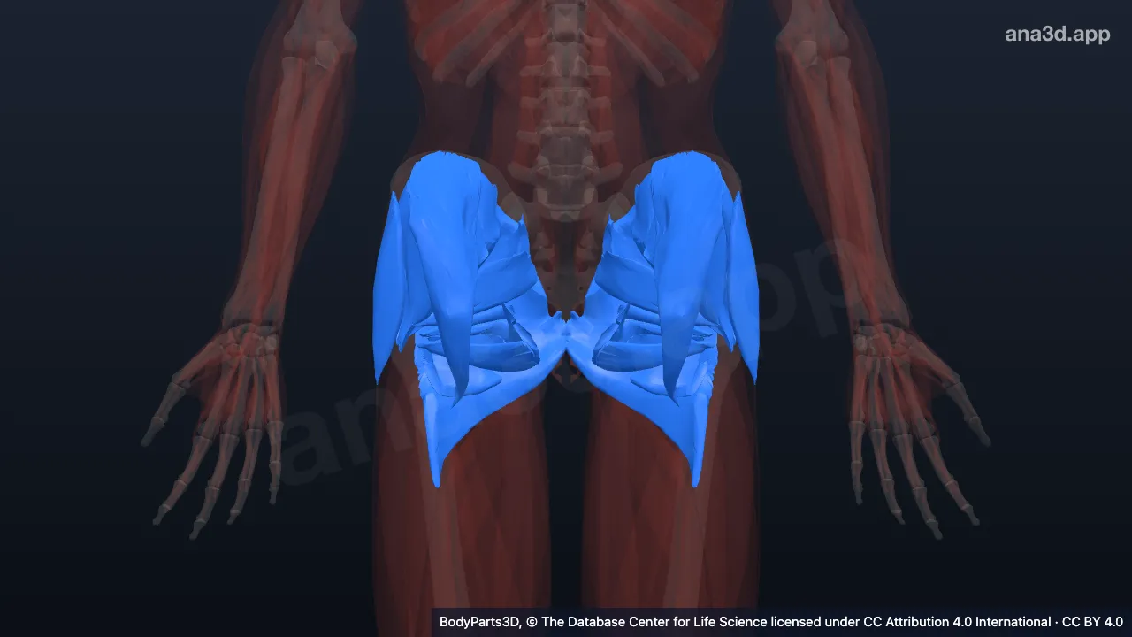 Modelo 3D: Músculo do cíngulo pélvico