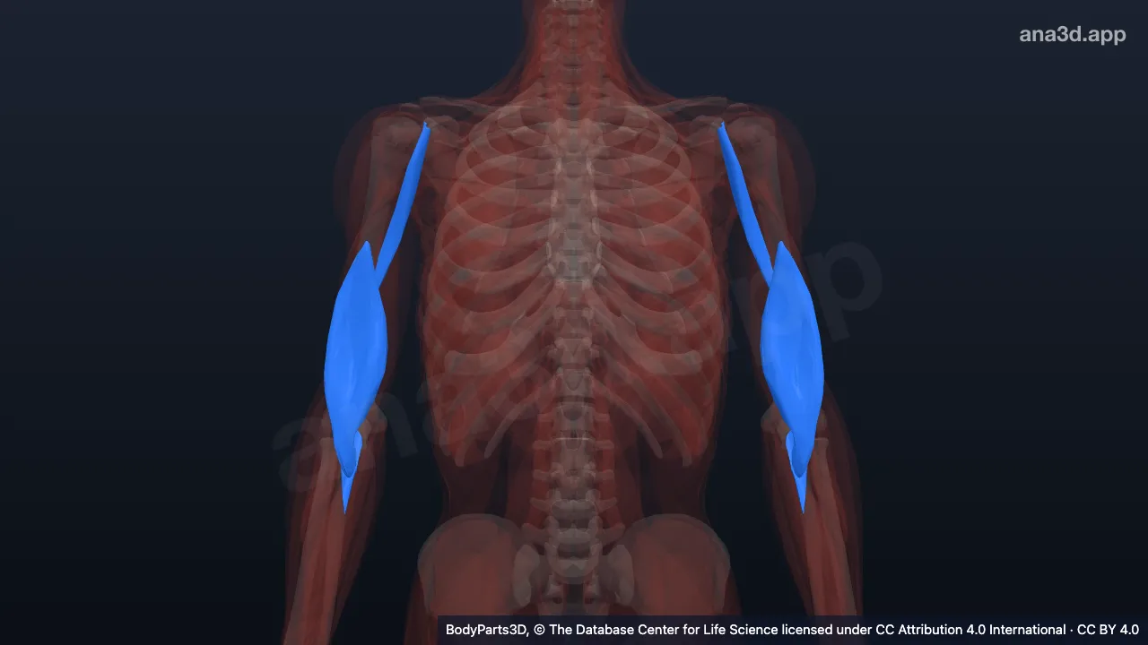 3D model: muscle of arm