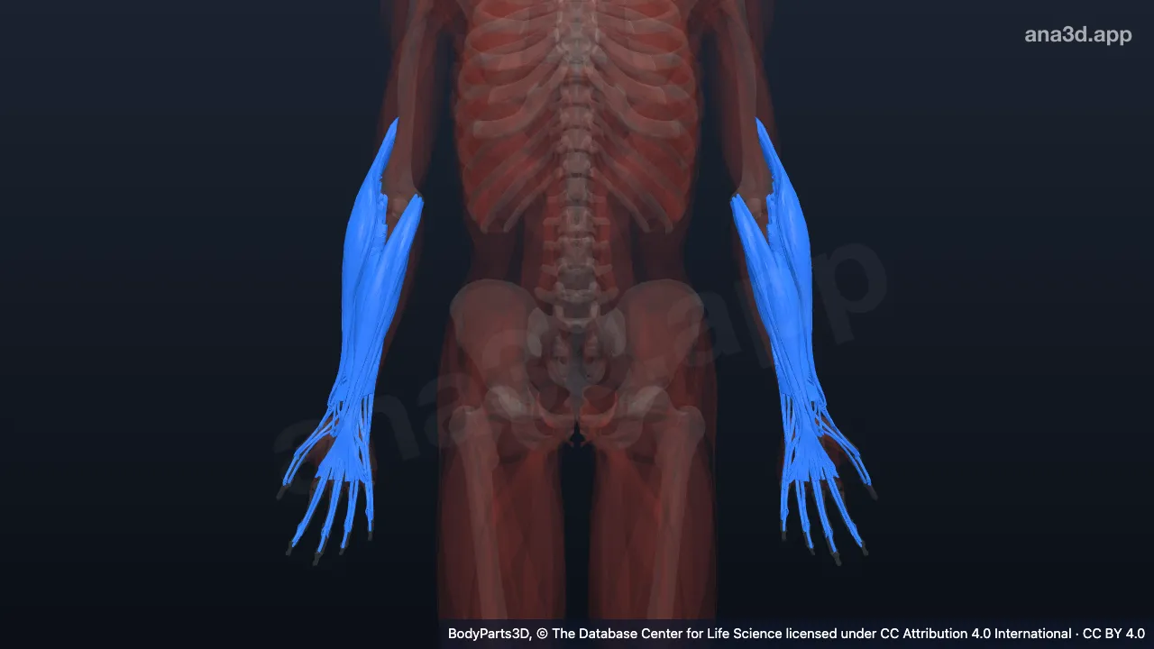 Modelo 3D: Músculo del antebrazo