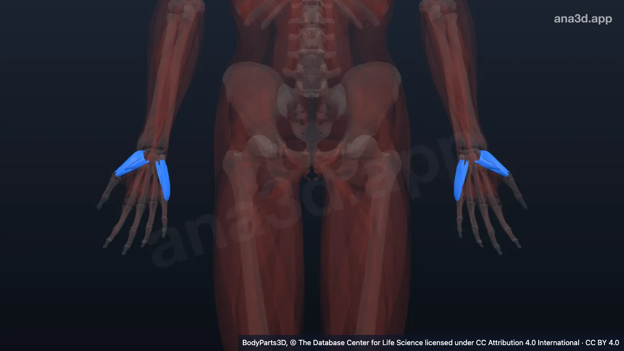 3D model: muscle of hand