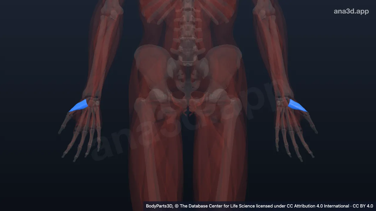 Modèle 3D : Muscle opposant du pouce
