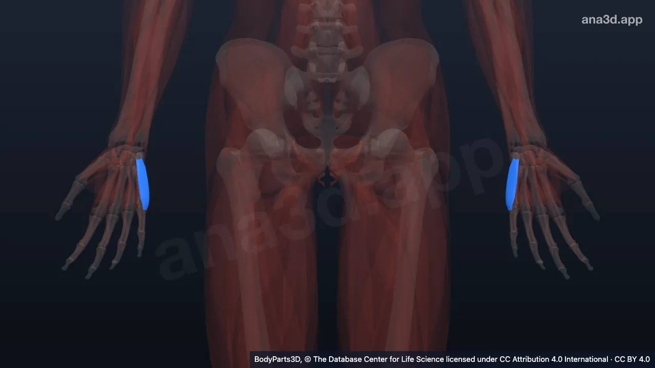 Mô hình 3D: Cơ dạng ngón tay út