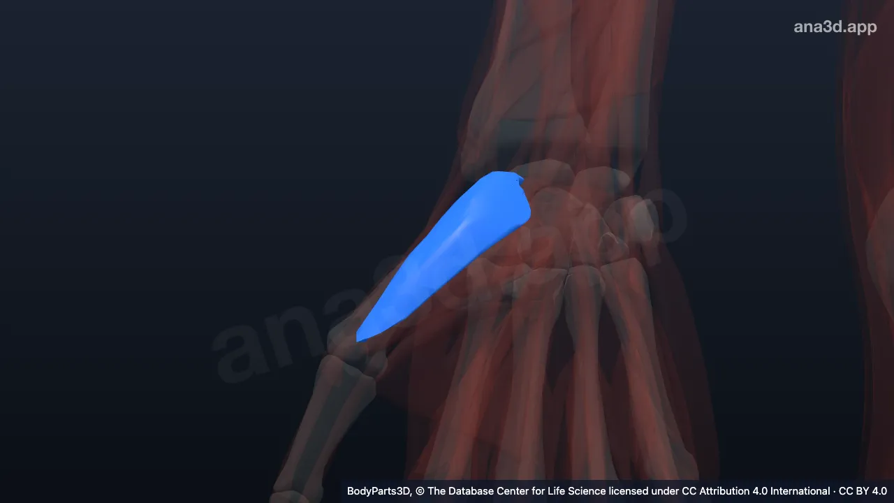 3D model: right abductor pollicis brevis