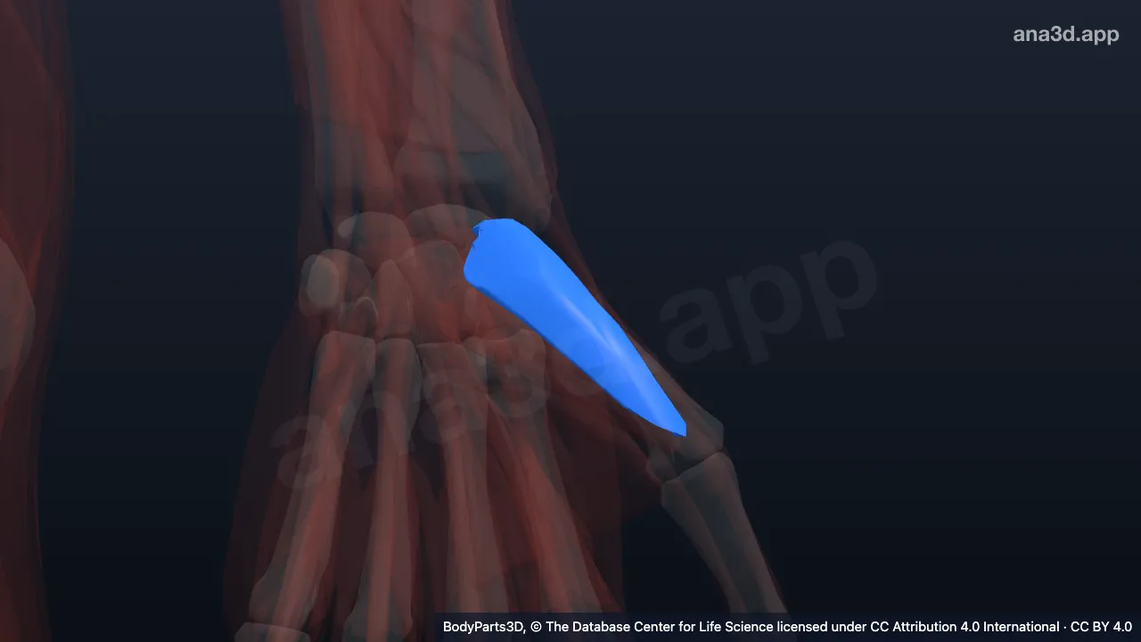 3D model: left abductor pollicis brevis