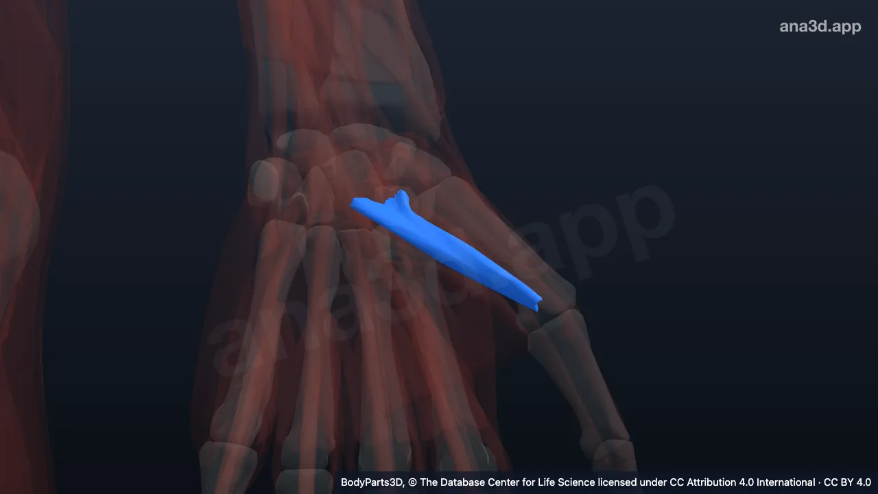 3D model: right flexor pollicis brevis
