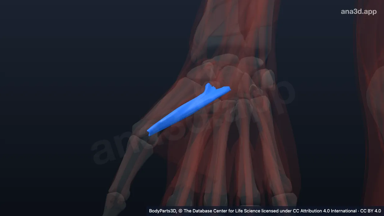 3D model: left flexor pollicis brevis