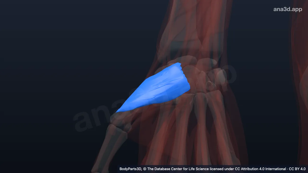 3D model: right opponens pollicis