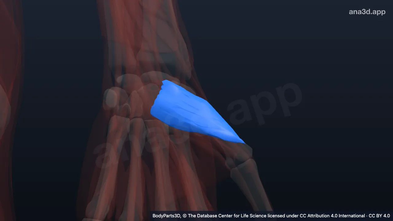 3D model: left opponens pollicis