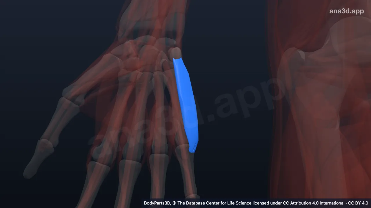 3D model: abductor digiti minimi of right hand