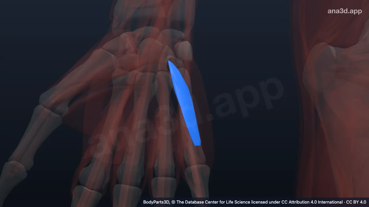 3D model: opponens digiti minimi of right hand