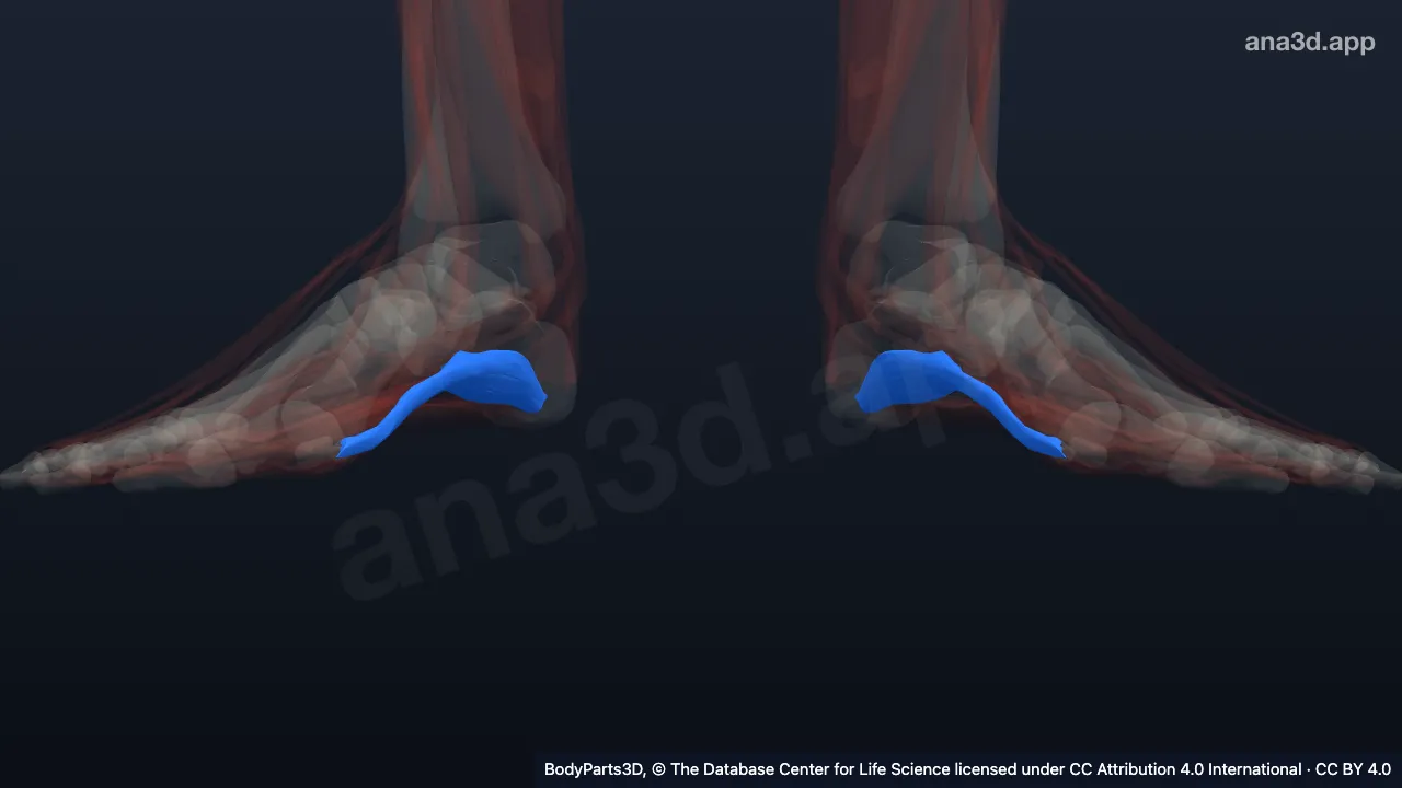 Modelo 3D: Músculo abductor del dedo gordo