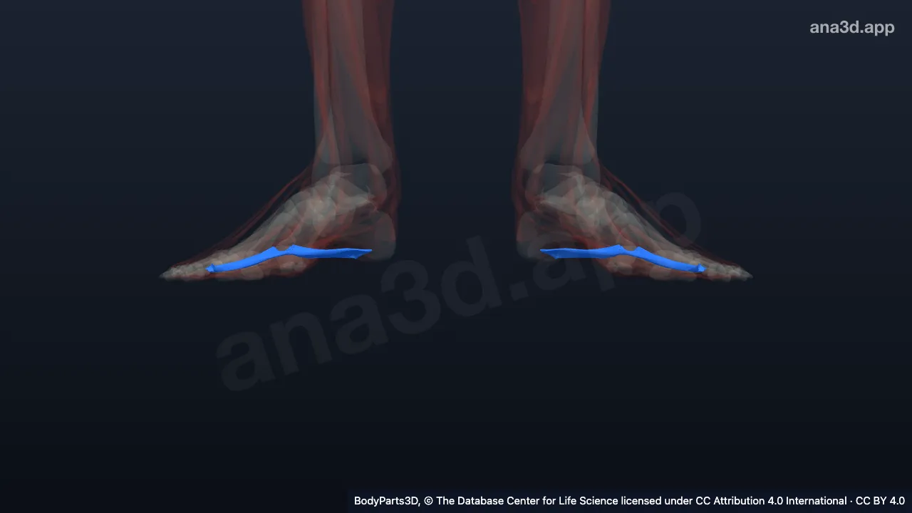 Modelo 3D: Músculo abductor del dedo meñique del pie