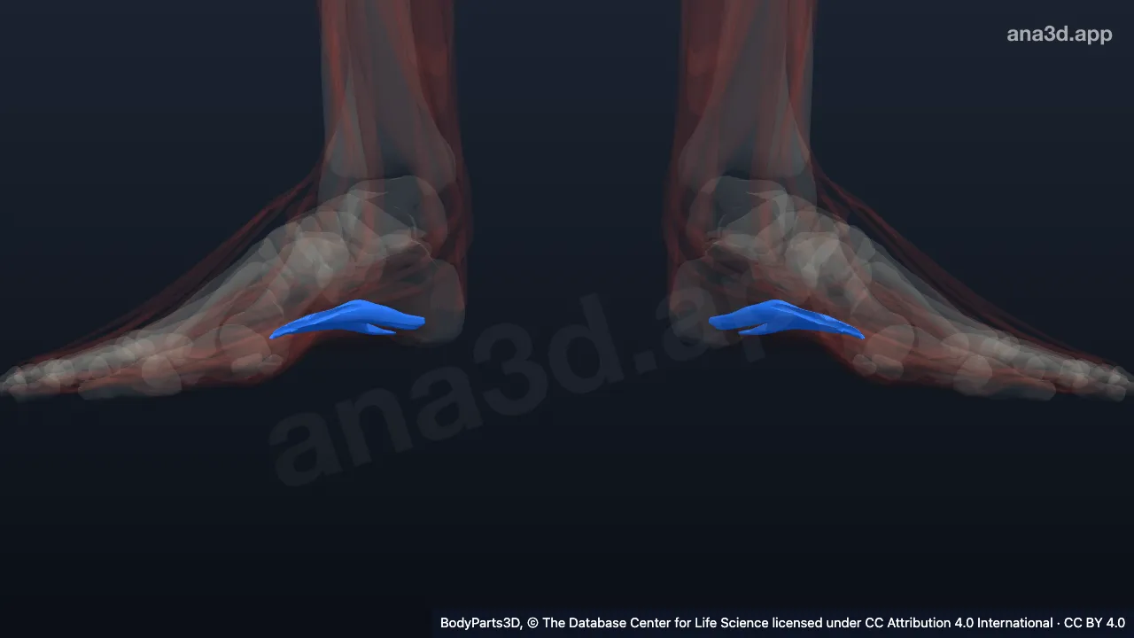 3D model: flexor accessorius