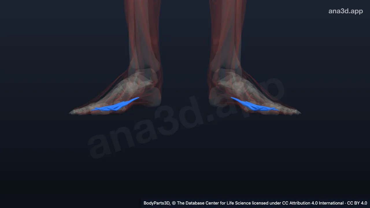Modèle 3D : muscle lombrical du pied