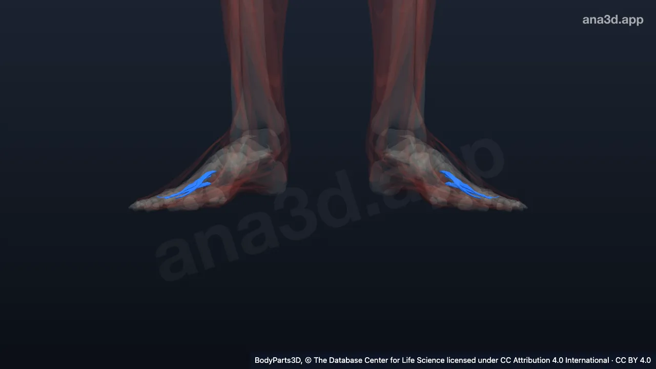 3D model: plantar interosseous of foot
