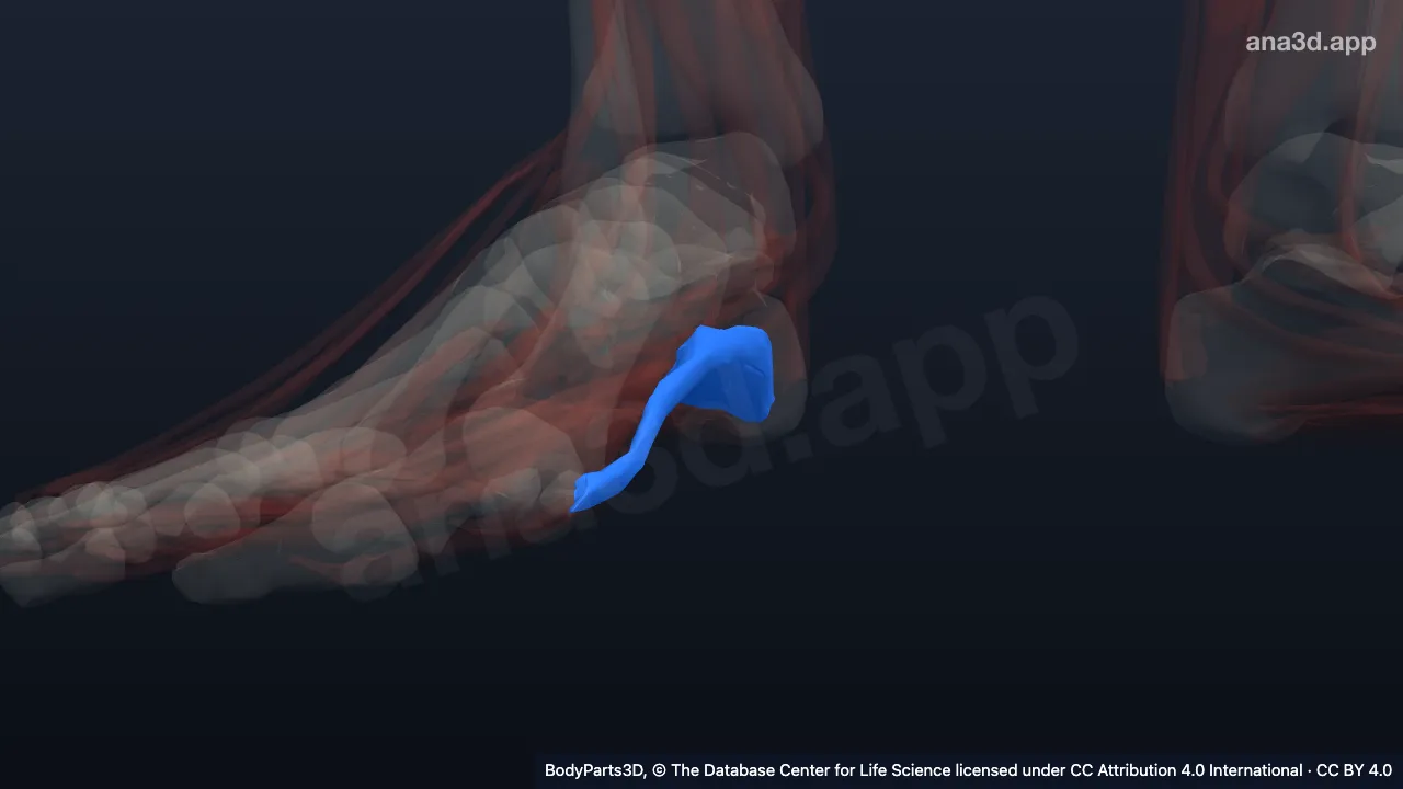 3D model: right abductor hallucis