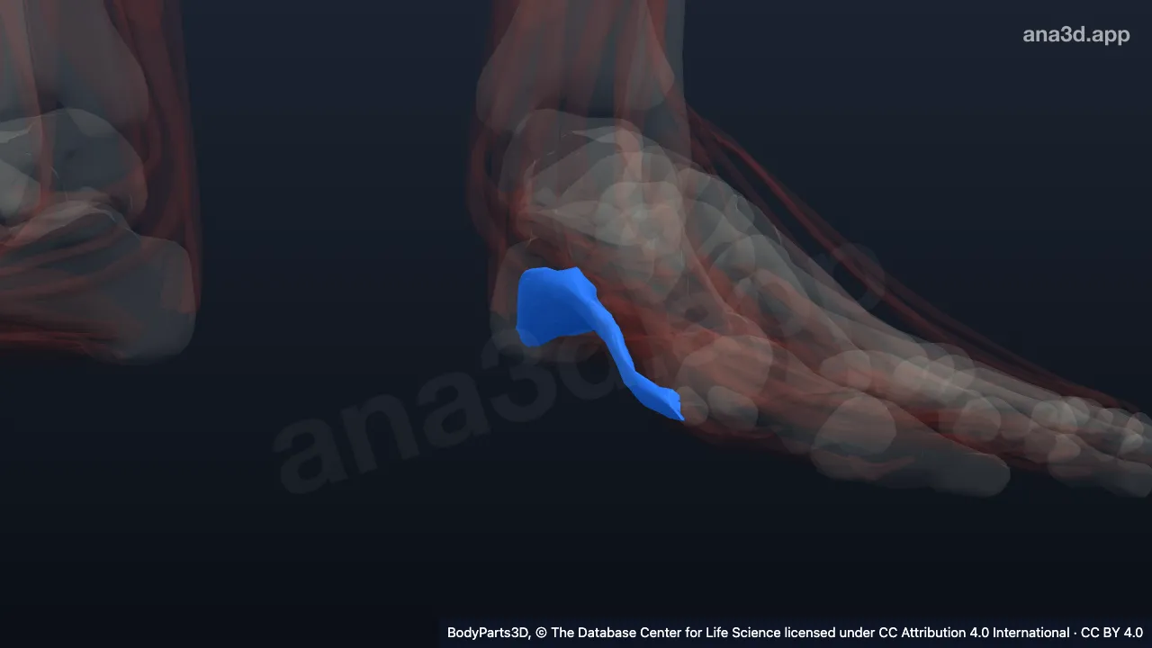 Modelo 3D: Músculo abdutor do hálux esquerdo