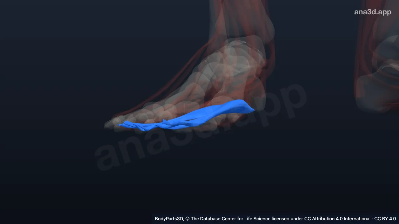 3D model: right flexor digitorum brevis