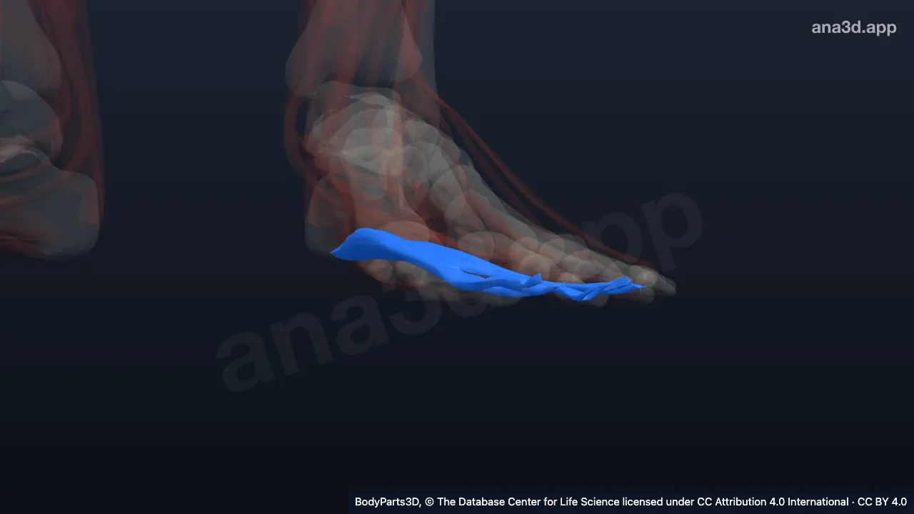 Modelo 3D: Músculo flexor corto de los dedos izquierdo