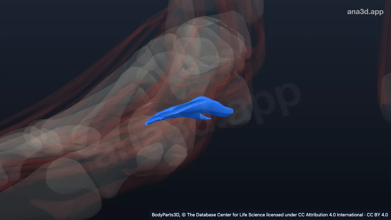 3D model: right flexor accessorius