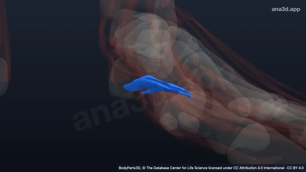 3D model: left flexor accessorius