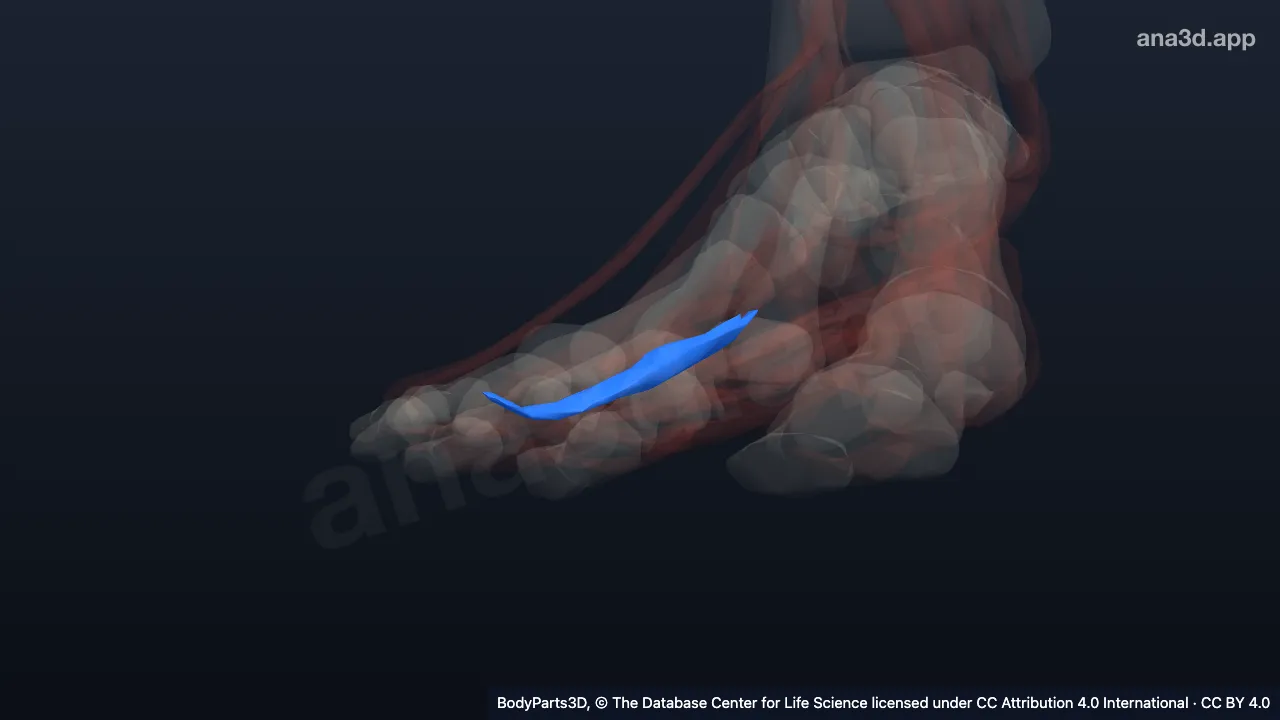 3D model: flexor digiti minimi brevis of right foot
