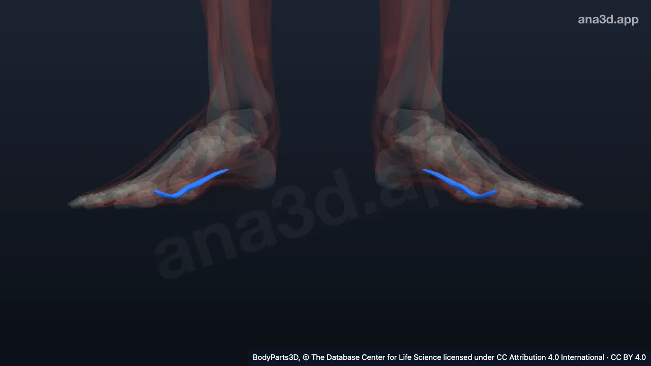 3D model: first lumbrical of foot