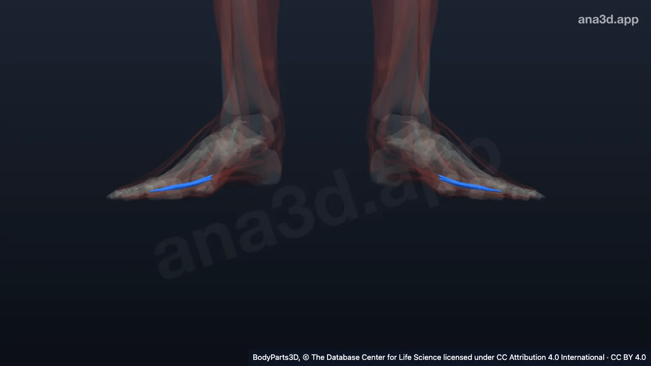 3D model: fourth lumbrical of foot
