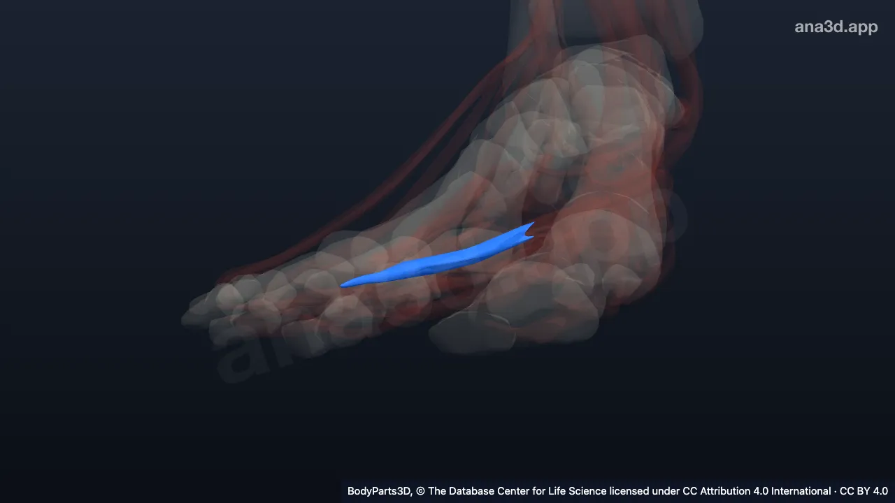 3D model: fourth lumbrical of right foot