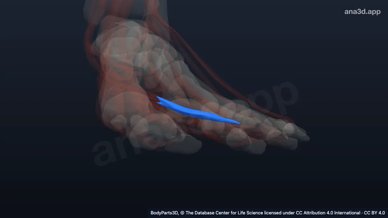 3D model: fourth lumbrical of left foot