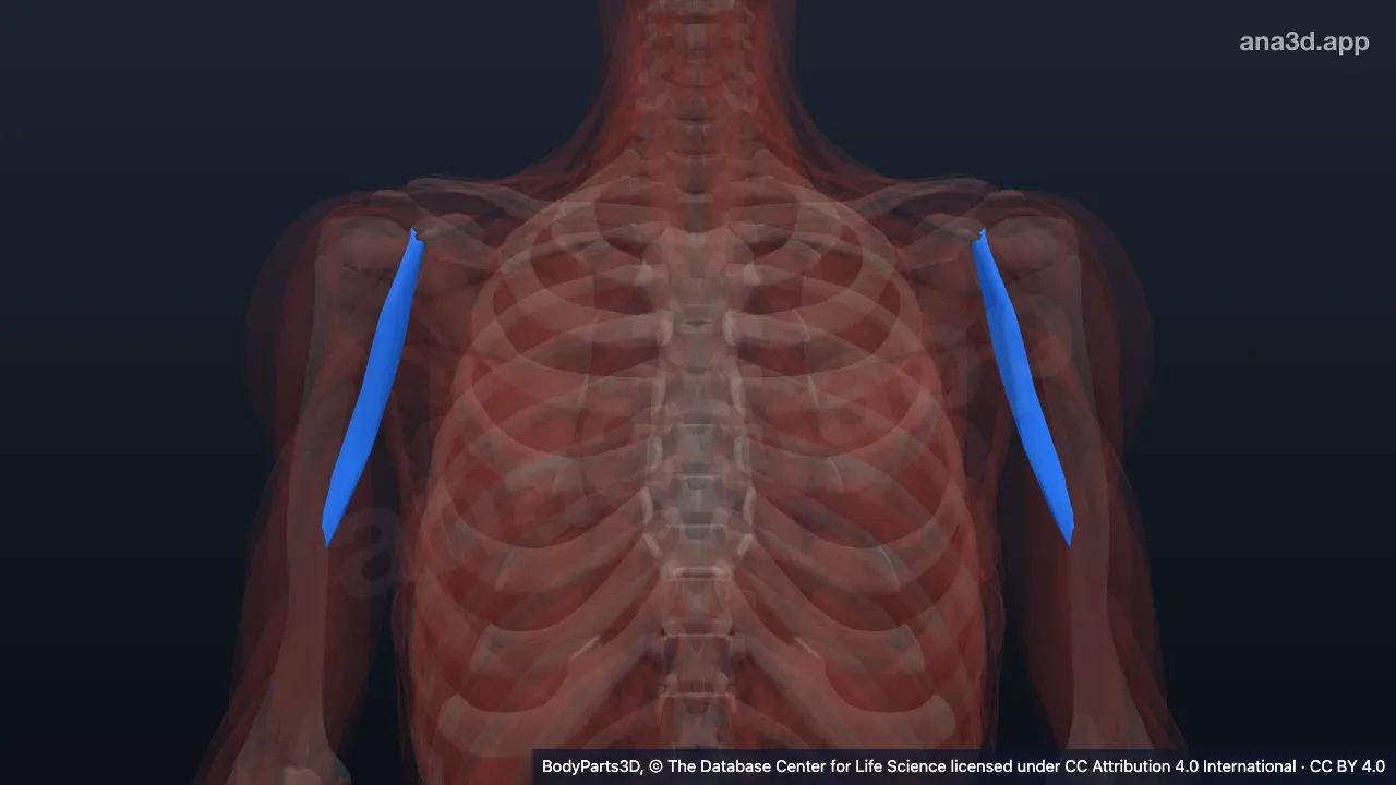 3D model: coracobrachialis