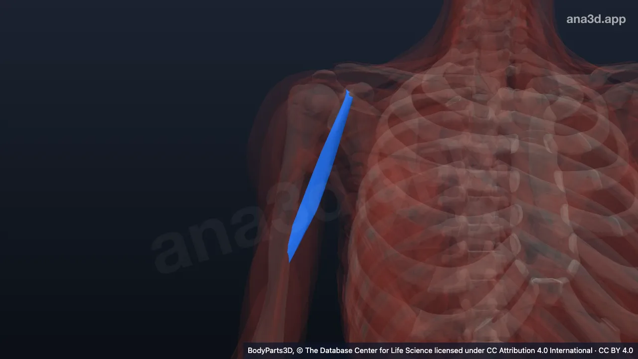 Modèle 3D : Muscle coraco-brachial droit