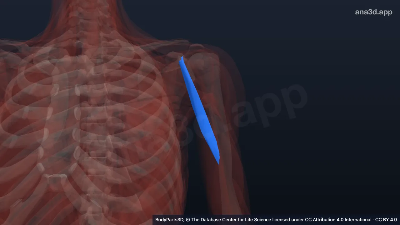 3D model: left coracobrachialis
