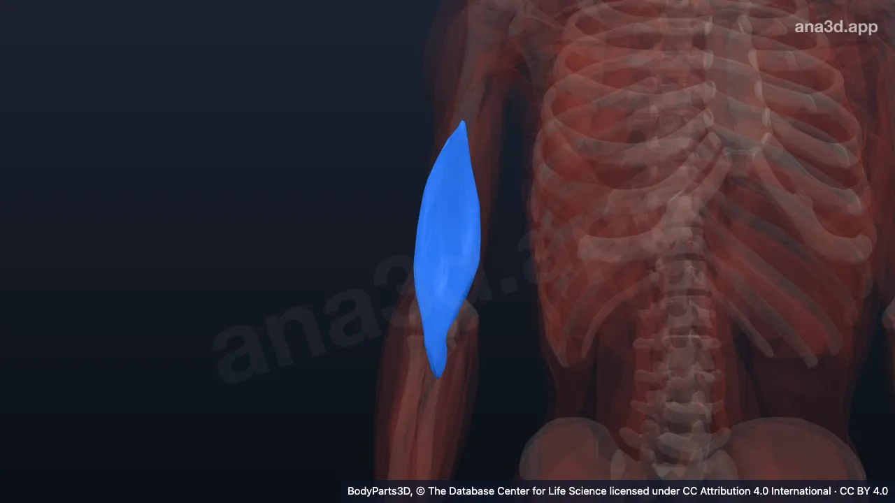 3D model: right brachialis
