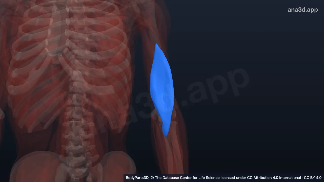 3D model: left brachialis