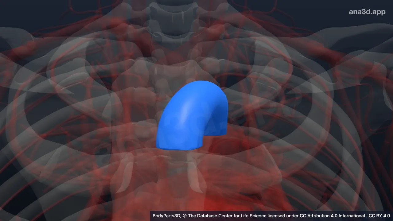 3D-Modell: Aortenbogen