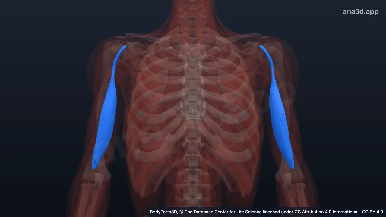 Modelo 3D: Cabeça curta do bíceps braquial