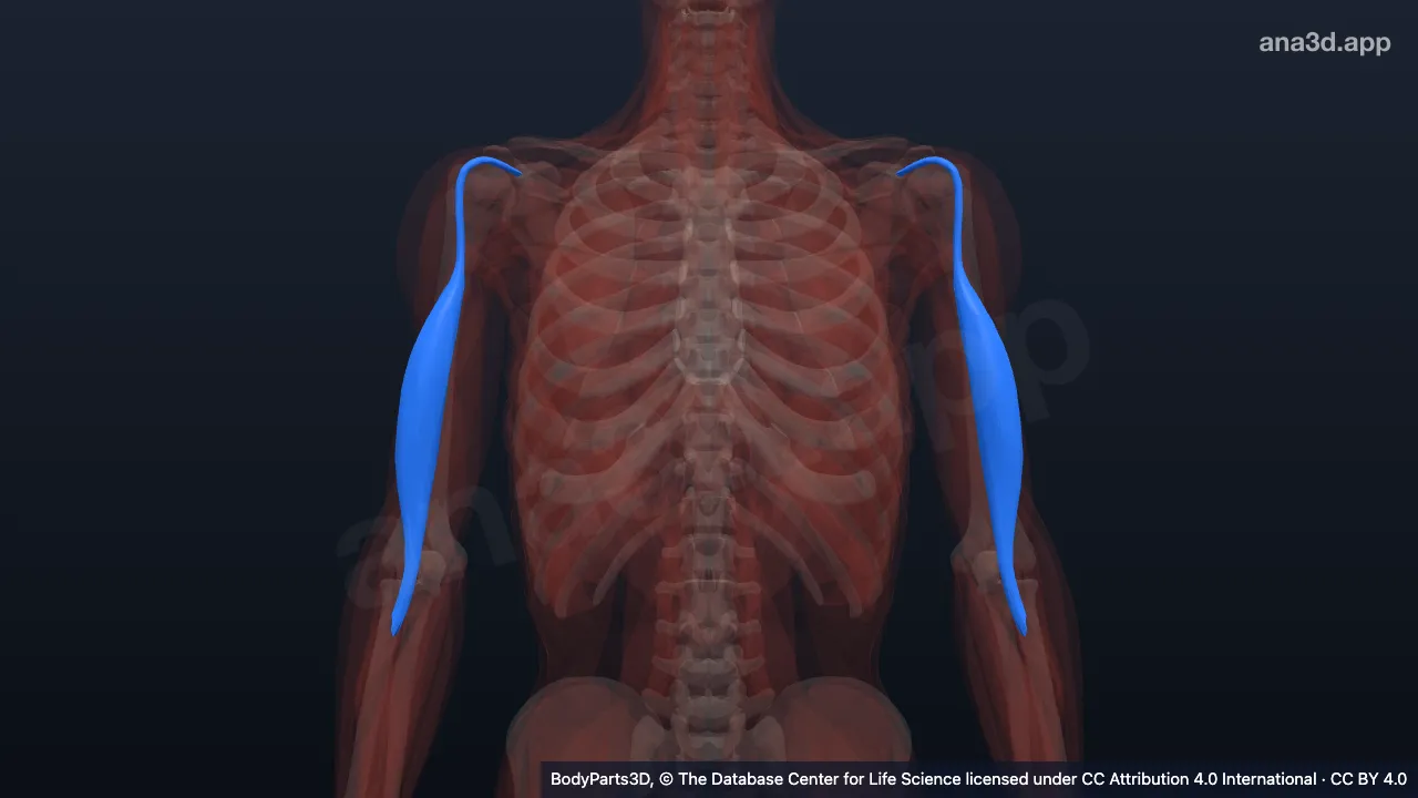 Biceps brachii: anatomy, location and function