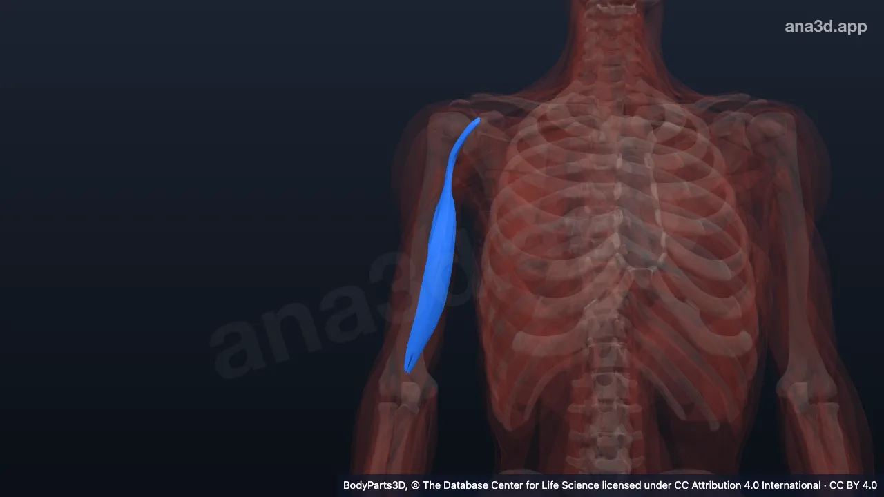 Model 3D: Kepala pendek otot biseps brakii kanan