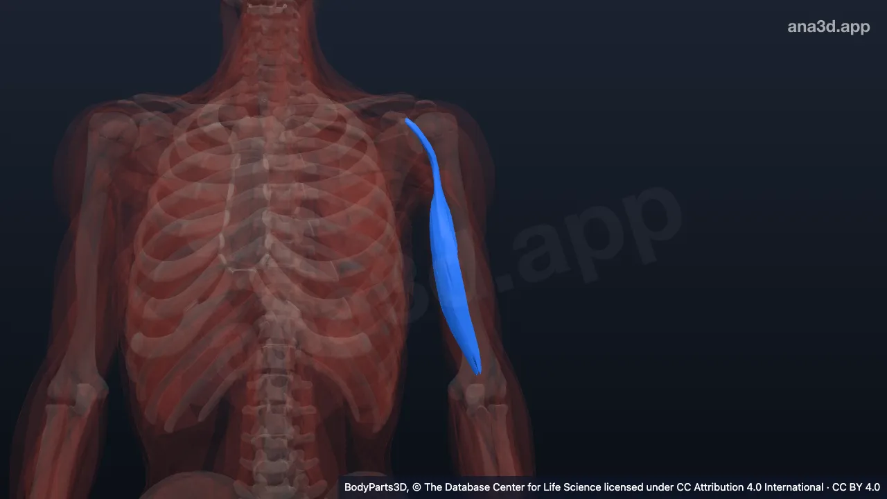 3D model: short head of left biceps brachii