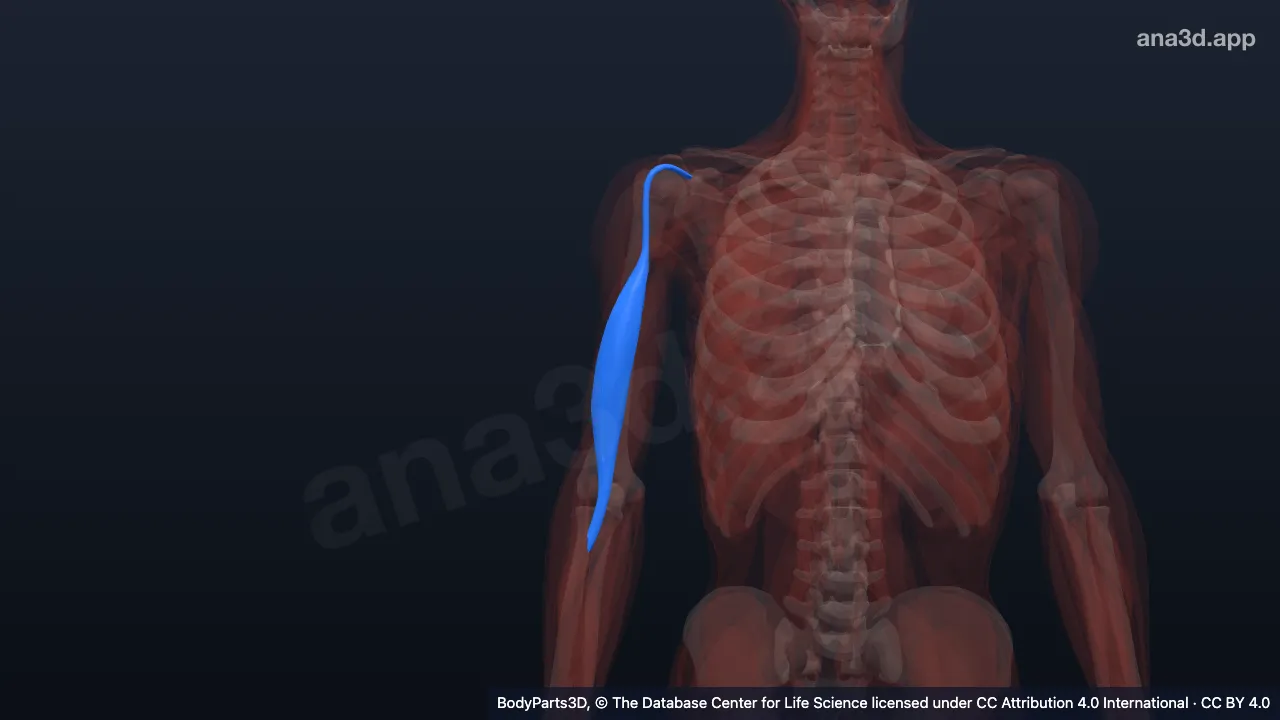 3D model: long head of right biceps brachii
