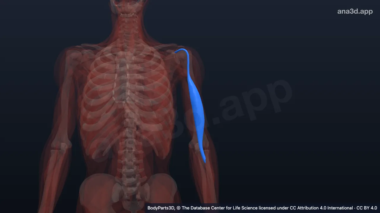 3D model: long head of left biceps brachii